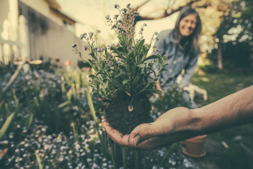 Photo Garden tiller