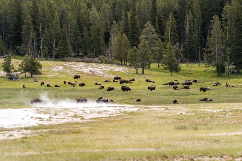 Photo Bison grass